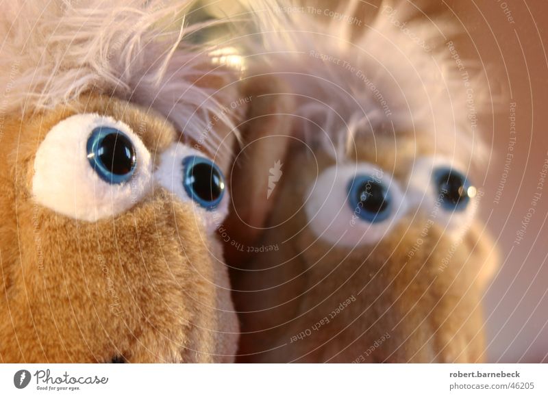 Können diese Augen lügen? Stofftiere Tier Plüsch Spiegel Pupille Puppenauge Spiegelbild Anschnitt Gesichtsausdruck Glubschauge
