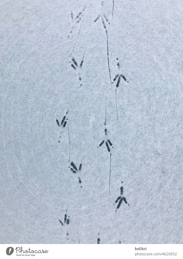 Vogelspuren im Schnee Spuren spuren im schnee spurenlesen spurensuche winterlich Wintertag Winterstimmung Fußspuren Vogelbeobachtung weiß kalt Kälte