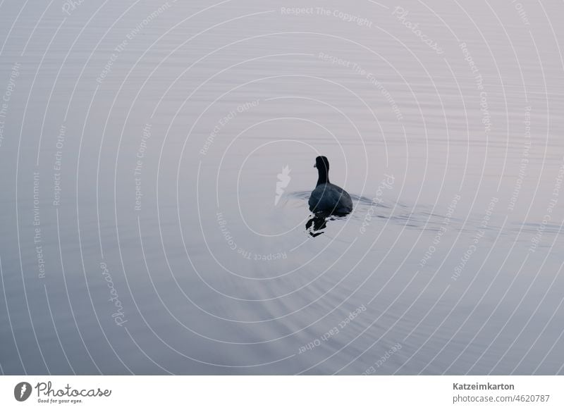 Einsames Blesshuhn unterwegs blesshuhn allein Einsamkeit Schwimmen & Baden schwimmen Wasser See blau Meer Natur Tier Außenaufnahme Vogel Teich Im Wasser treiben