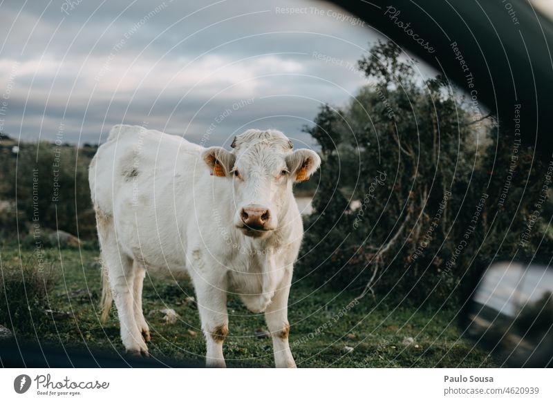 Kuh schaut in die Kamera Kühe Bauernhof Nutztier aus dem Auto Rind Ackerbau Natur Wiese Verkehr reisen Landwirt Landleben Viehzucht Außenaufnahme Tier Herde