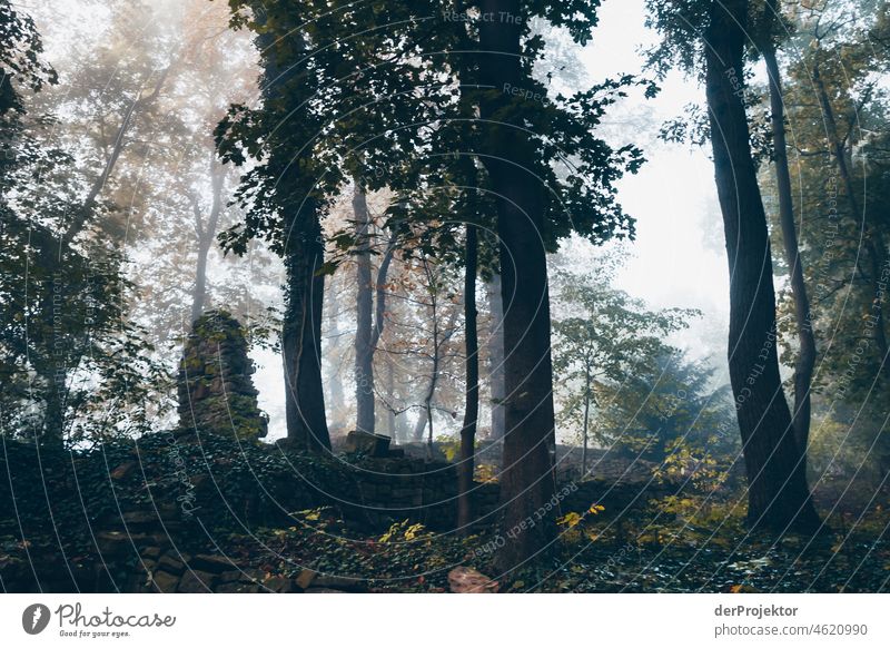 Nebliger Tag am Disibodenberg mit alter Ruine vom Kloster III Herbst Klima Schönes Wetter Freude Stimmung Gefühle Fluss Baum Nebel Nahe Begeisterung fließen