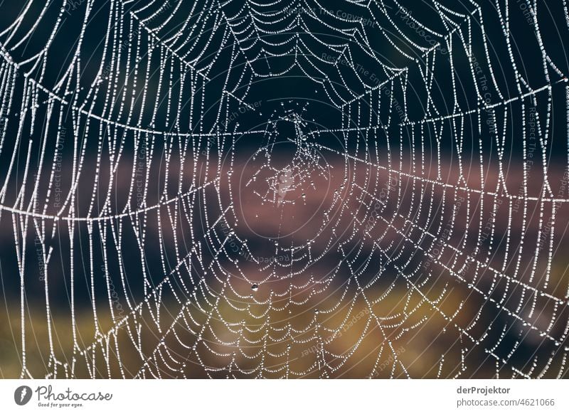 Nebliger Tag am Disibodenberg mit Spinnennetz I Herbst Klima Schönes Wetter Freude Stimmung Gefühle Fluss Baum Nebel Nahe Begeisterung fließen Neugier