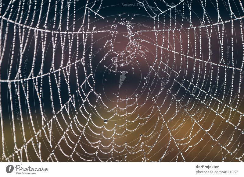 Nebliger Tag am Disibodenberg mit Spinnennetz II Herbst Klima Schönes Wetter Freude Stimmung Gefühle Fluss Baum Nebel Nahe Begeisterung fließen Neugier