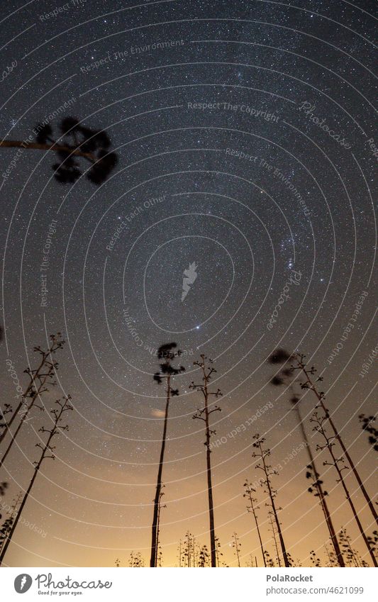 #A0# Agaven bei Nacht Fuerteventura Kanarische Insel Kanarische Inseln Kanaren Sehnsucht Horizont Ferne Unendlichkeit dunkel Astrofotografie Milchstraße