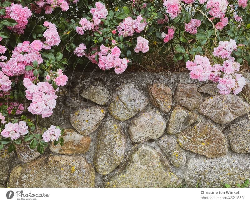 Rosafarbene Rosen auf einer Mauer aus Feldsteinen / Friesenwall rosa Natursteinmauer Feldsteinmauer norddeutsch friesisch Pflanze Blüte schön natürlich