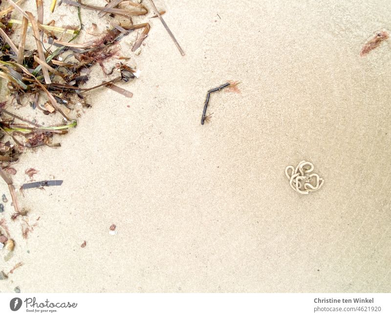 Ein Wattwurmhaufen und angespülte Pflanzenteile im nassen Sand bei Niedrigwasser nasser Sand Ebbe Nordsee Ostsee Gezeiten Natur Algen Gräser hell Wurmhaufen