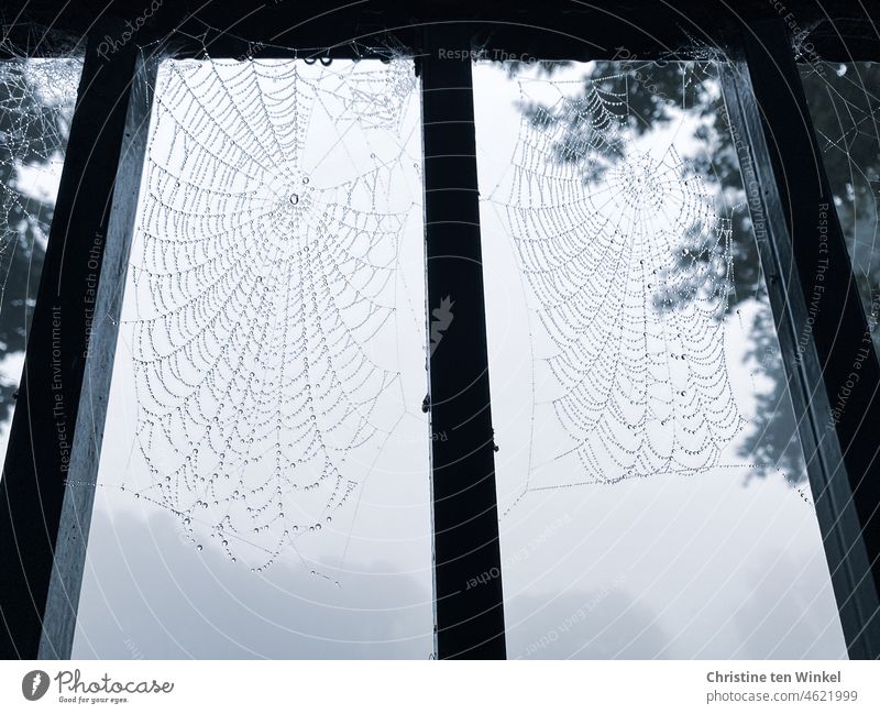 Kunstvoll gewebte Spinnennetze an einem Zaun. Kleine Wassertropfen hängen wie Perlen an den Fäden. Spinnenseide Regentropfen Spinngewebe Nach dem Regen nass