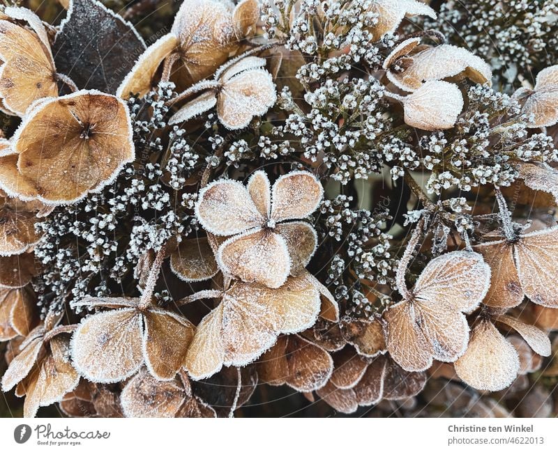 Mit Raureif bedeckte vertrocknete Blüten einer Hortensie Tellerhortensie Reif Frost frostig kalt gefroren Eiskristalle Vergänglichkeit Winter verblüht