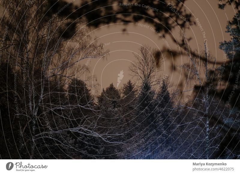 Später Abend im Botanischen Garten. spät Wald Wälder Natur Winter gefroren Schneefall Himmel dunkel Bäume Ukraine Birke Landschaft