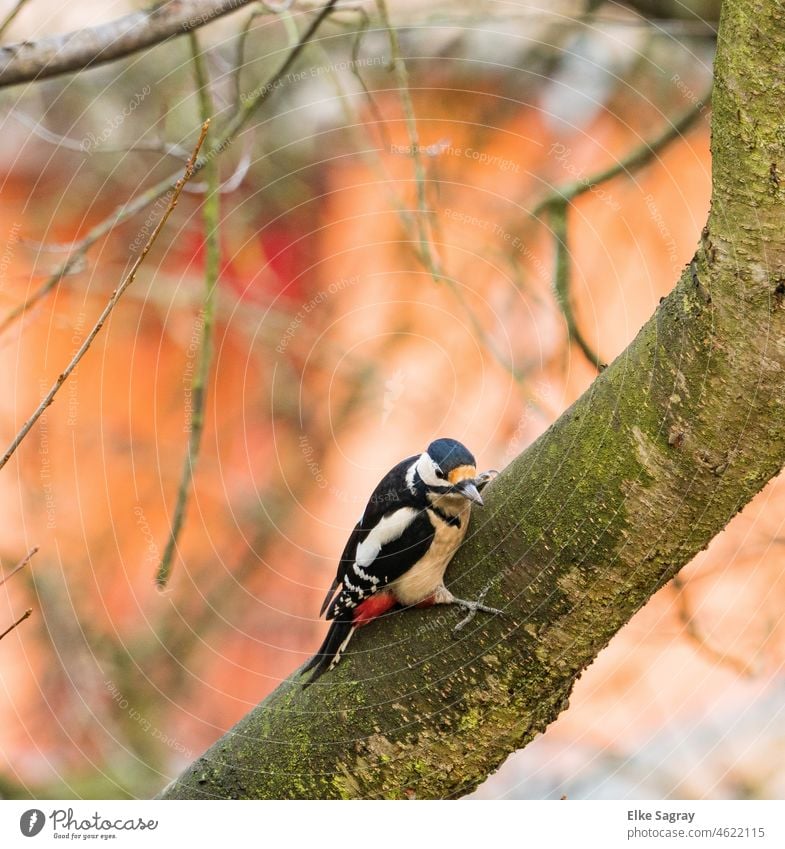 Buntspecht...ernährt sich von im Holz lebenden Insekten und Larven Vogel Außenaufnahme Menschenleer Baum Farbfoto Specht Tierporträt Umwelt Nahaufnahme Wildtier