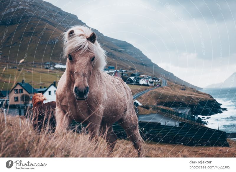 Färöer Inseln: Blick auf das Pony von Kunoyar Saison ländlich Landschaft Färöer-Inseln malerisch Hochland kalt Berge u. Gebirge Sonnenlicht idyllisch