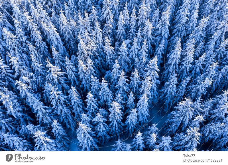 #Winterwald winter winterwald schnee eis weiß kalt natur bäume blau Naturliebe