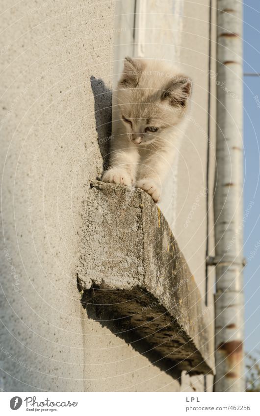 und jetzt runter? Tier Haustier Katze Fell 1 Tierjunges Blick kuschlig Tapferkeit Mut Angst Höhenangst Höhenunterschied Katzenbaby Fensterbrett Hauskatze