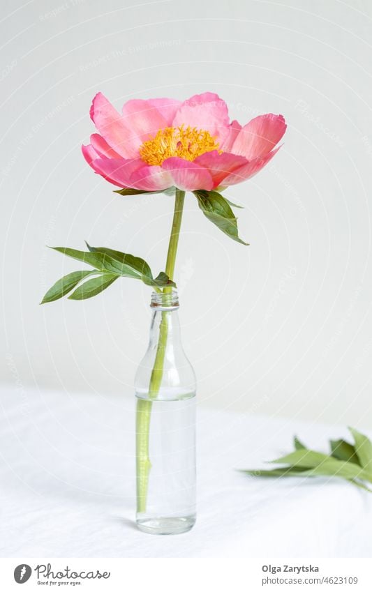 Rosa königliche Pfingstrose Blume auf weißem Tisch. rosa Königlich Vase Stillleben minimalistisch eine Frühling schön