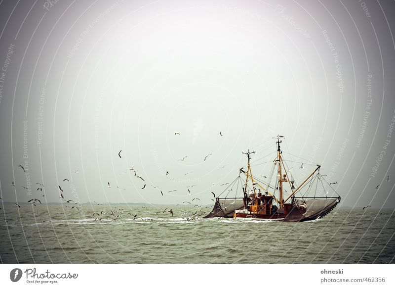 Alles im Lot Fischereiwirtschaft Urelemente Wasser Nordsee Meer Schifffahrt Fischerboot Krabbenkutter Vogel Möwe Schwarm Abenteuer Freiheit Farbfoto