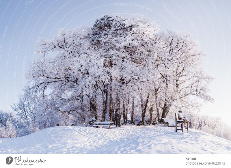 Vereiste Bäume auf einem Gipfel und Statue Winter Winterstimmung Wintertag winterlich Schnee Eis schneebedeckt Baum schneebedeckte Bäume Hügel Bank Hohenstaufen