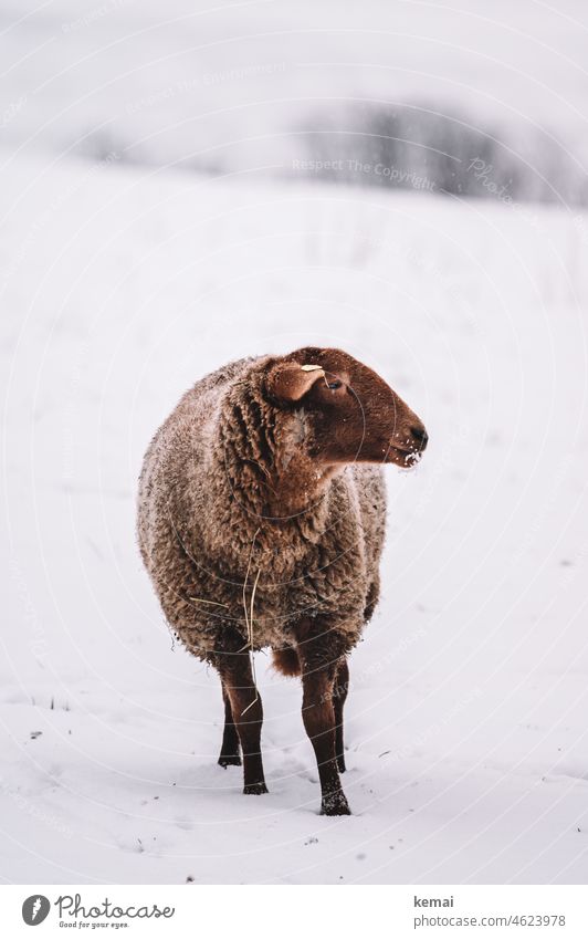 Braunes Schaf im Schnee Winter winterlich kalt weiß Schneebedeckt Schneelandschaft Schneedecke stehen fressen hübsch Land Landleben ländlich Landwirtschaft