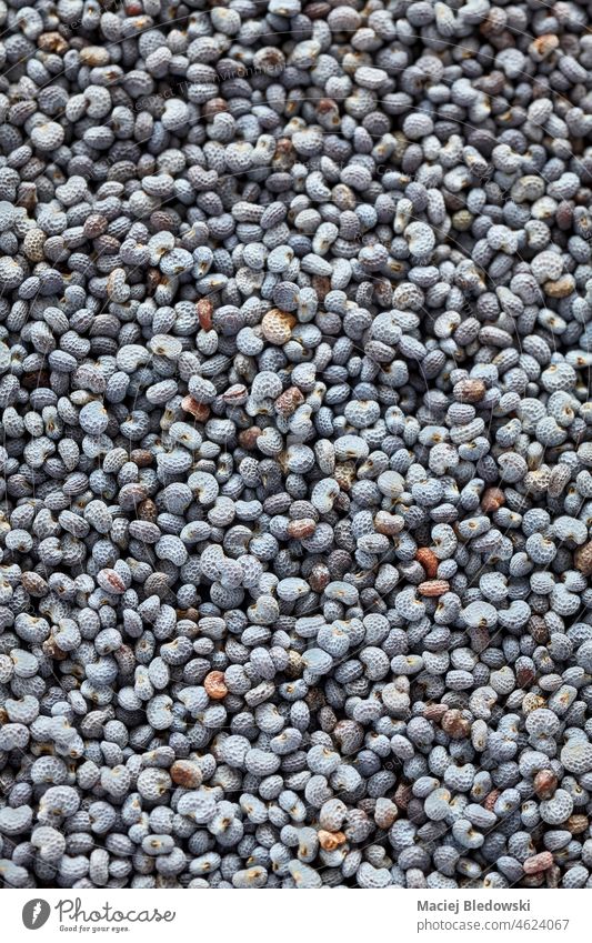 Extreme Nahaufnahme von blauen Mohnsamen, selektiver Fokus, natürlicher abstrakter Hintergrund. Ölsaat Samen abschließen Lebensmittel Gesundheit Nährstoff