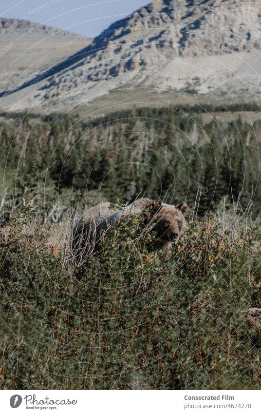Wilder Grizzlybär auf Wanderung in den Bergen trägt Bär reisen Abenteuer gefährlich wild Wunder Tierwelt Wildtierfotograf Wildtierfotografie Gras Bäume Wald
