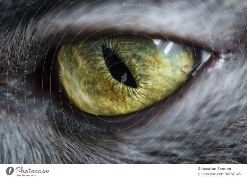 Detail eines Auges einer grauen Fellkatze Katze Nahaufnahme Makro gelb katzenhaft schön Kopf heimisch Katzenauge Detailaufnahme Sehvermögen Tier Hintergrund