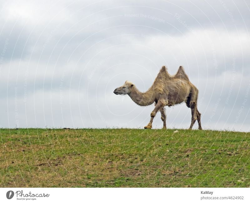 Seitliches Ansicht eines einzelnen Trampeltiers, Camelus bactrianus, auf einer Wiese Kamel Tier Säugetier seitlich Seitenansicht Textfreiraum Außenaufnahme