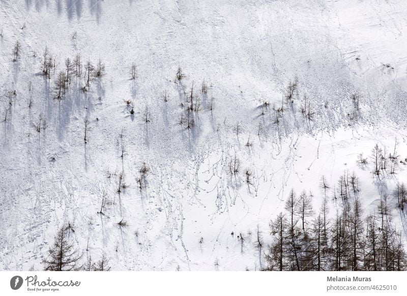 Natur Schnee Textur Winter Hintergrund.  Steiler Hang, extremes Gelände, hohe Berge. Abstrakte strukturierten Hintergrund, felsige Wand mit Schnee bedeckt, strukturierte Oberfläche, Silhouetten von Tannenbäumen.