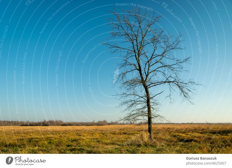 Hoher Baum ohne Blätter auf der Wiese Herbst Hintergrund groß blau Ast Landschaft Tag Ökologie Umwelt Feld Gras Blatt laublos einsam natürlich Natur im Freien