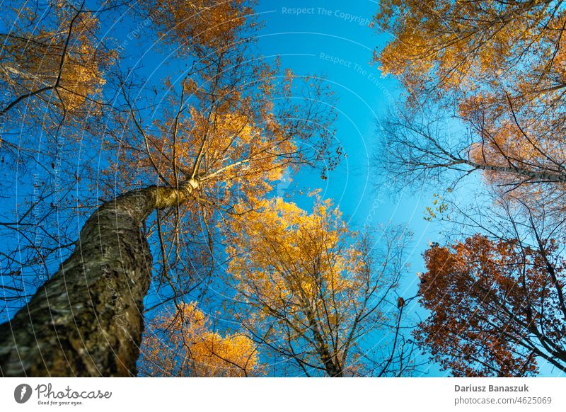 Die Kronen der Herbstbäume von unten gesehen Winkel Hintergrund Birke blau hell Schutzdach Farben Tag laubabwerfend Umwelt fallen Laubwerk Wald