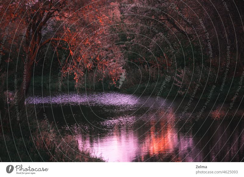 Herbstlandschaft mit Spiegelungen von Bäumen im Flusswasser herbstlich Herbstfärbung Herbststimmung Wasser golden Reflexion & Spiegelung Ast See Flussufer
