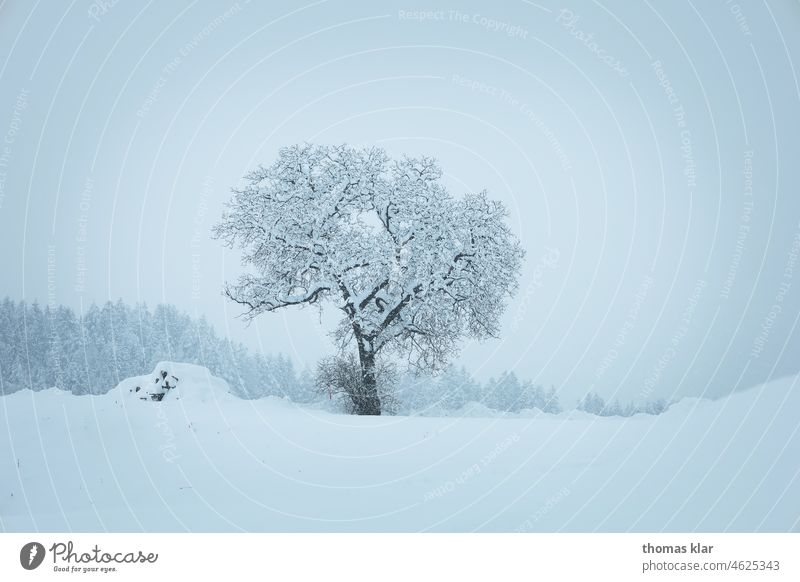 Schneebedeckter Baum schnee baum winter nebel landschaft kalt Eis Natur Frost Landschaft Nebel Winter Außenaufnahme