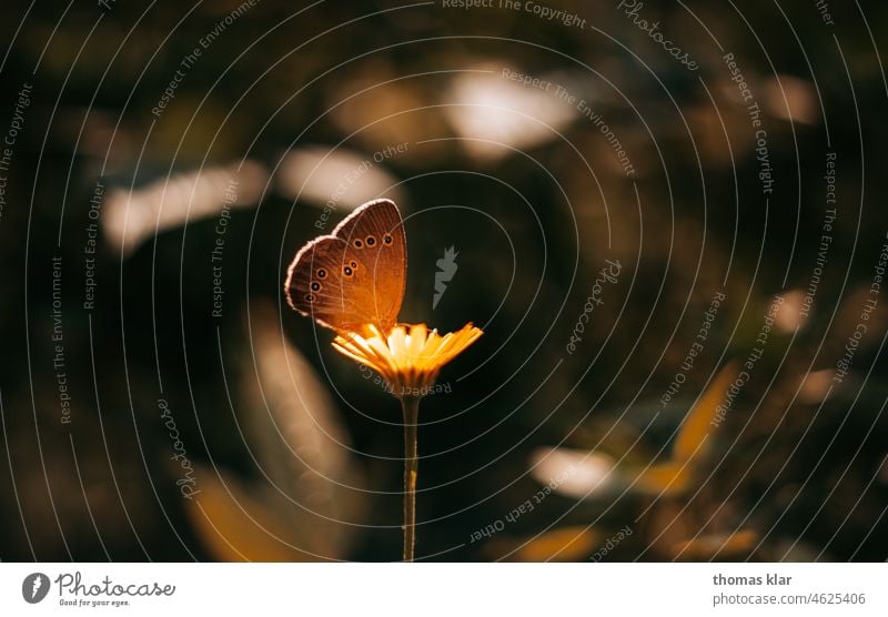Schmetterling auf einer Gelben Blume schmetterling blume gelb licht Flügel Insekt Nahaufnahme Makroaufnahme Fühler orange Tier Pflanze 1 Tierporträt