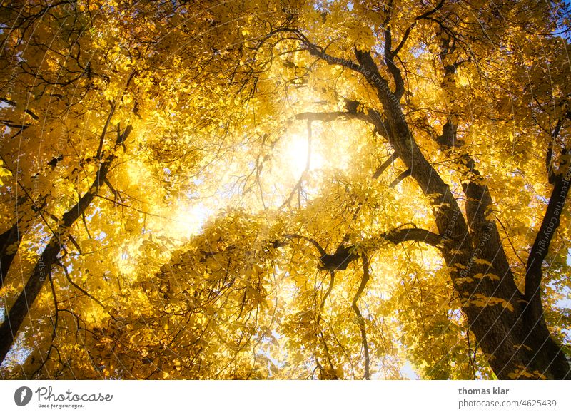 Goldene Blätter am Baum gold blätter herbst sonne licht Herbst Blatt Sonnenlicht Umwelt Außenaufnahme Wald Landschaft Natur Licht Farbfoto herbstlich