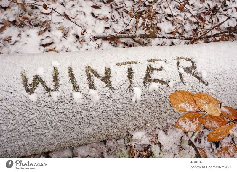 neben einem Ast mit trockenen Buchenblättern liegt ein leicht verschneiter Baumstamm auf den mit dem Finger WINTER geschrieben wurde / Klima Winter Schnee