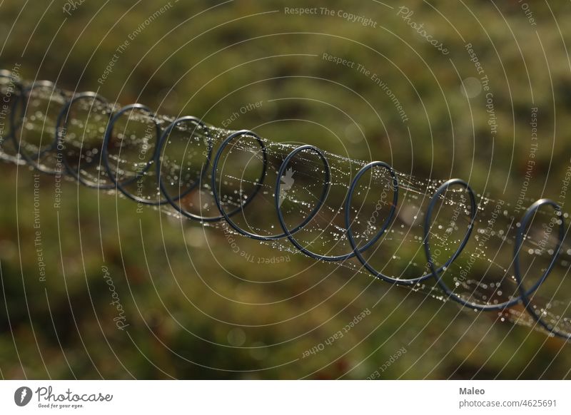 Metallfeder mit Spinnweben und Tautropfen Schutz abstrakt Hintergrund Schönheit schwarz Klinge Handtäschchen Schaumblase Sauberkeit übersichtlich Klima