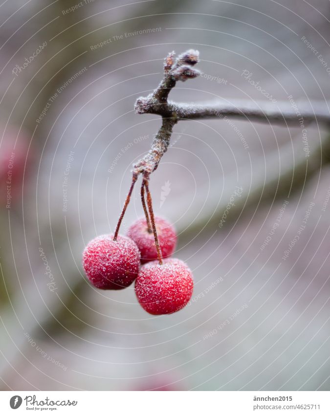Drei kleine rote Zieräpfelchen mit Frost überzogen hängen an einem Ast Winter Apfel kalt Kälte Baum Natur gefroren Raureif Winterstimmung Außenaufnahme frieren