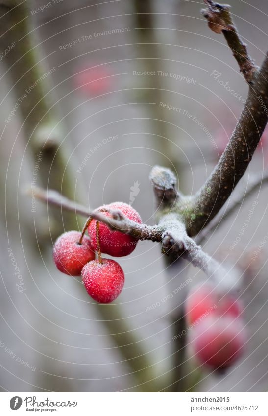 kleine rote mit Frost verzierte Zieräpfel hängen an einem Ast Äpfel Winter Schnee Natur Baum kalt Raureif frieren gefroren Menschenleer Garten