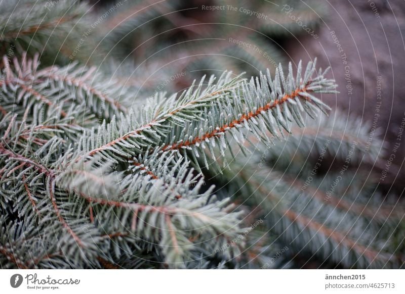 Tannenzeige mit Frost drauf Winter Weihnachten gefroren Schnee kalt Dezember Natur Wald weiß grün Tannenbaum Weihnachten & Advent weihnachtlich Jahreszeiten