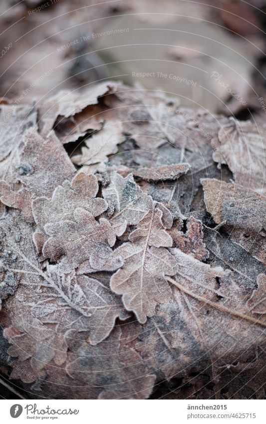 braune Blätter mit Frost überzogen Laub Herbst Winter kalt gefroren Garten Wald Natur Nahaufnahme Raureif Jahreszeiten