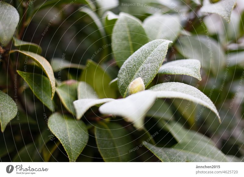 Eine helle weiße Knospe mittig im grün der Pflanze die mit Frost bedeckt ist Winter Kalt Kälte Dezember Schnee Natur Garten Park