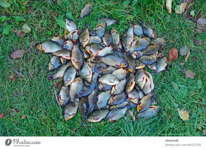 Karausche auf grünem Gras gefangen. Erfolgreiches Fischen. Frischer Fisch Karpfen. Schleie Kruzianer Flosse Leitwerke Lebensmittel Carassius Tier Tinca tinca