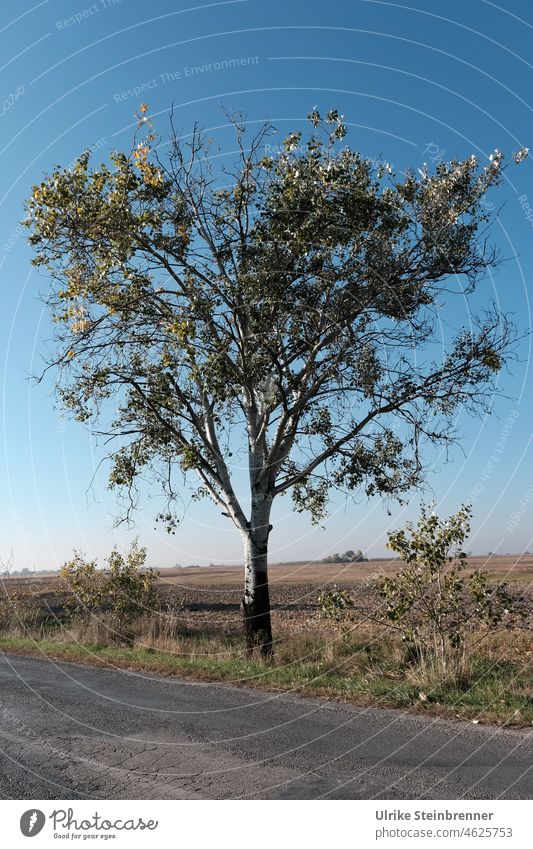 Alleinstehender Baum Umwelt Bäume Landschaft Natur Kiskunság-Nationalpark Ungarn Herbst ruhig Straße natürlich allein alleinstehend Feld Feldrand Pflanze