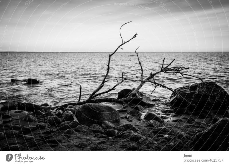 farbreduziert | steinige Ostseeküste Küste Kontrast Steine Baum Totholz Strand Landschaft Meer Himmel Wasser düster Idylle Wellen kühl Winter Depression