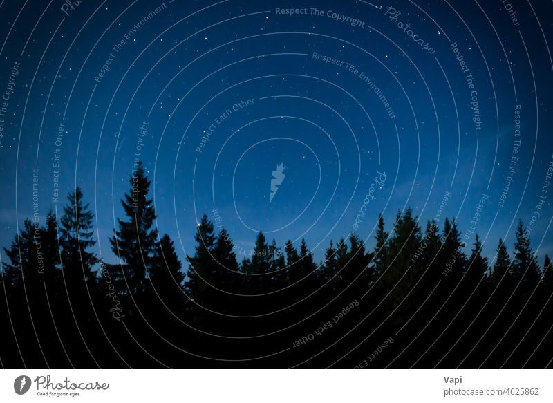 Nächtlicher Wald mit Kiefern Nacht Himmel Stern Baum Natur Landschaft sternenklar Raum Astronomie blau Licht Silhouette schön milchig dunkel Galaxie im Freien