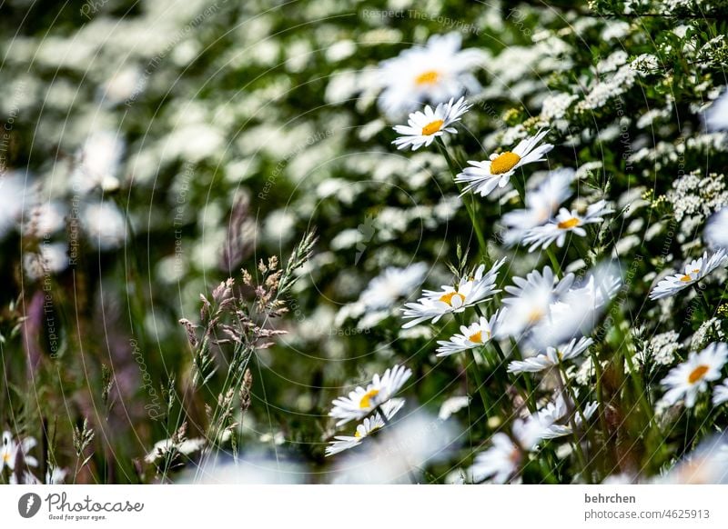 blümchen sommerlich Wildpflanze klein Unschärfe schön Nahaufnahme Menschenleer Tag Außenaufnahme Kontrast Sonnenlicht Farbfoto Duft Blühend Feld Wiese Park