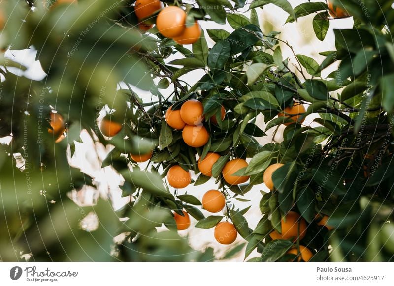 Orangen im Baum orange Orangenbaum Zitrusfrüchte Saft Gesunde Ernährung Gesundheit frisch Vitamin Vitamin C Lebensmittel Farbfoto Frucht gelb vitaminreich