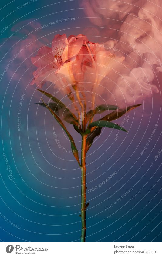 Rosa Alstroemeria Blume in bunten Rauch auf blauem bedeckt, selektiver Fokus Liebe Roséwein Blatt Schönheit grün Pflanze Blütenblatt Natur Garten abstrakt