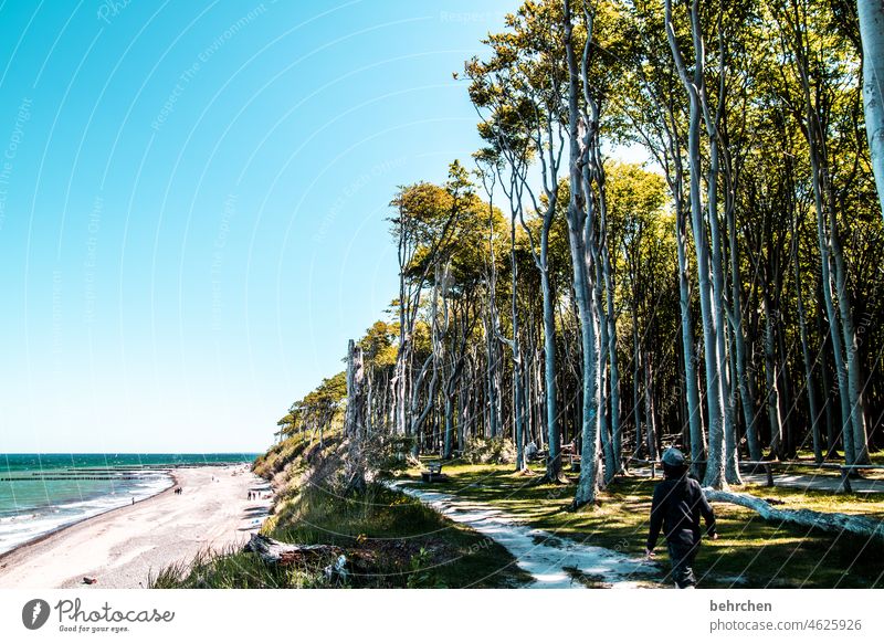 bäume und meer blau traumhaft erholen Sonnenlicht Baumstamm Idylle Deutschland Wald Tourismus Landschaft Ostseeküste Sommer Küste Mecklenburg-Vorpommern