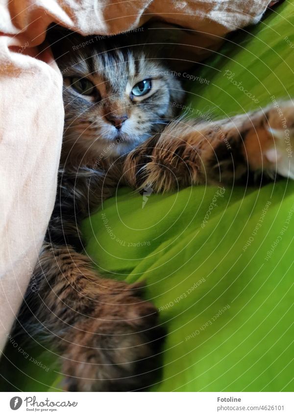 Meine Maine Coon Katze kuschelt sich mit Vorliebe zwischen Zudecken. maine coon katze Fell fluffig Langhaarige Katze Haustiere Rassekatze niedlich Blick grün