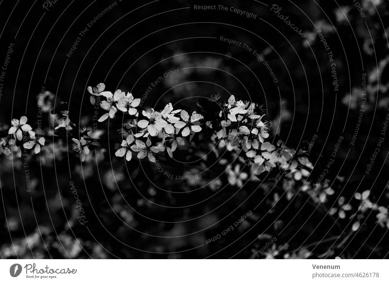 Einzelner Zweig eines Pflaumenbaums im Frühling mit offenen Blüten, geringe Schärfentiefe, schönes weiches Bokeh, schwarz-weiß Blumen Pflaumenbäume