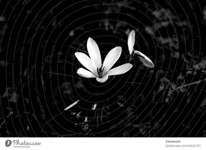 Blühender lila Krokus im Frühling auf einer Wiese, schwarz-weiß Krokusse Blume Blumen Pflanze Pflanzen Gartenpflanze Gartenpflanzen Gartenblume Gartenblumen